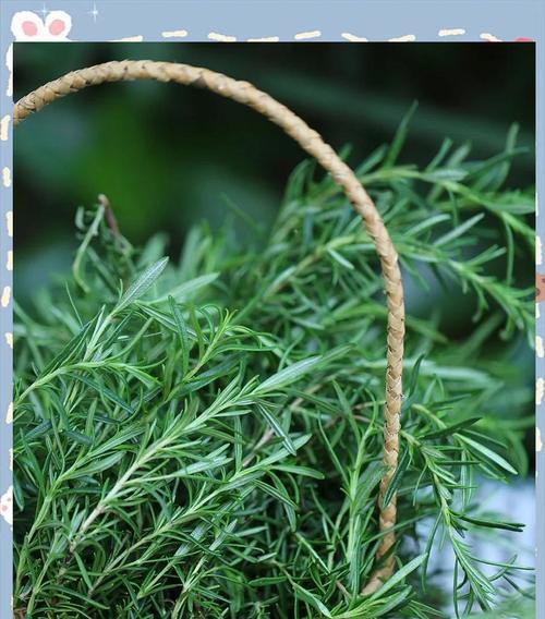 驱蚊花卉有哪些？如何利用植物来驱赶蚊虫？