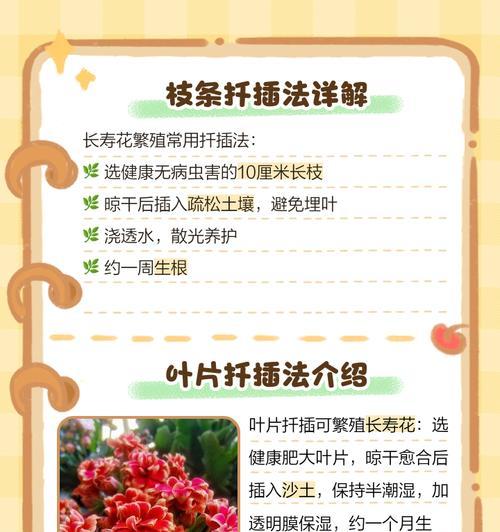 长寿花摘心技巧是什么？
