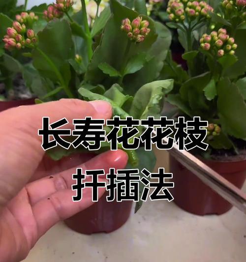 长寿花摘心技巧是什么？
