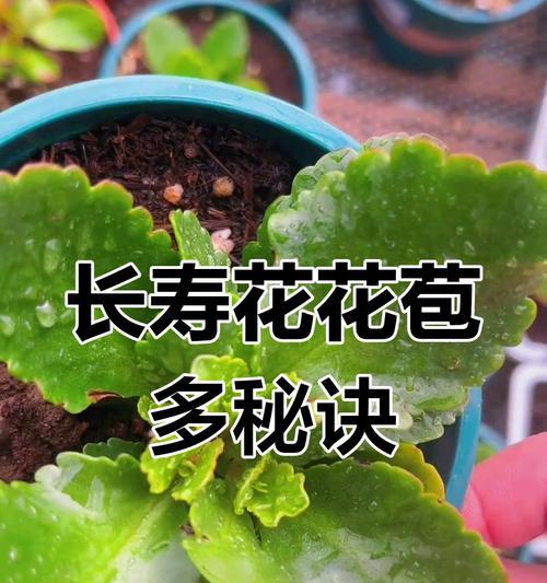长寿花摘心技巧是什么？