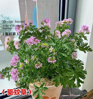 香叶天竺葵的正确养护方法是什么？
