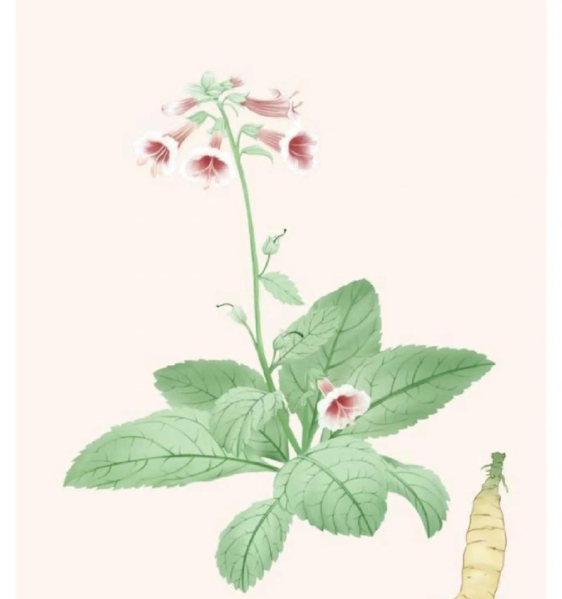 地黄的花有什么作用？地黄花在传统医学中的应用是什么？