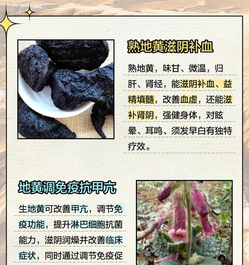 地黄的花有什么作用？地黄花在传统医学中的应用是什么？