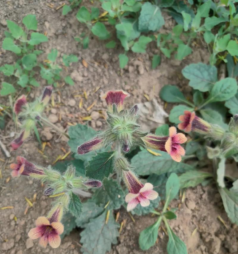 地黄的花有什么作用？地黄花在传统医学中的应用是什么？