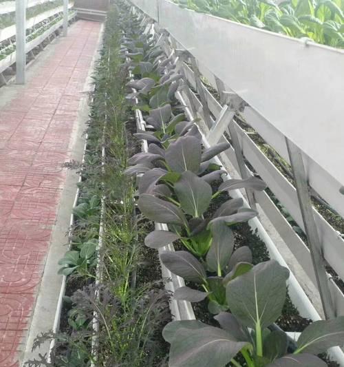 蔬菜的盆栽怎么做？盆栽蔬菜种植技巧有哪些？