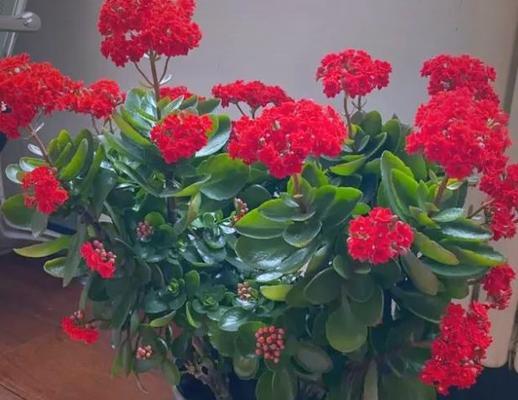 哪些花卉既好养又美观？