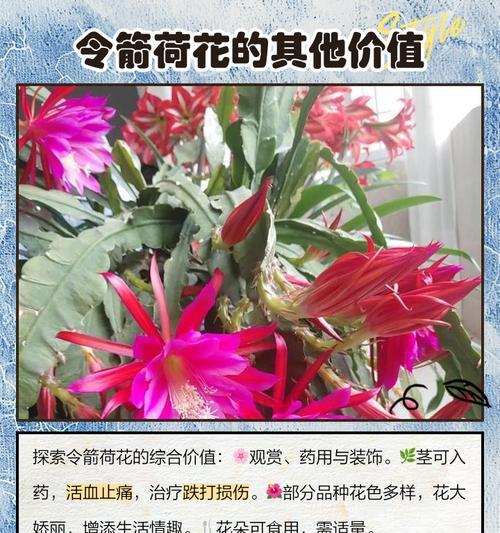 令箭有哪些品种？令箭品种的特性及养护技巧是什么？