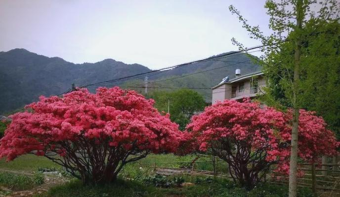 映山红的养殖方法是什么？如何让映山红花开得更艳？