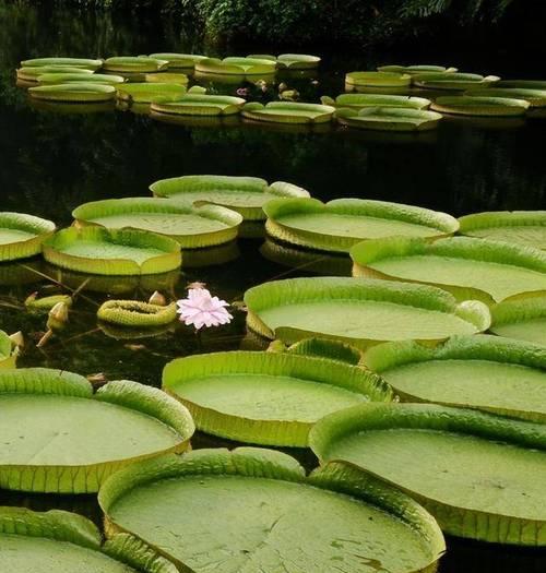 王莲种植步骤详解？