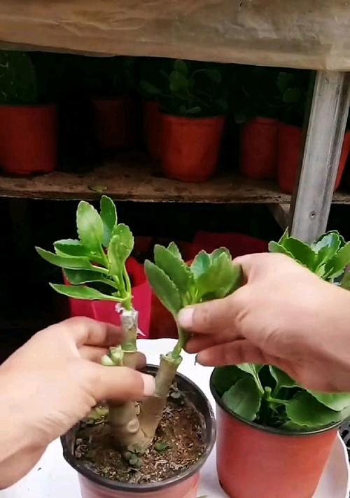 玉树可以嫁接哪些花卉？嫁接技巧和注意事项是什么？