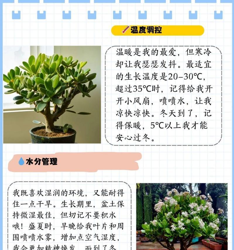 玉树可以嫁接哪些花卉？嫁接技巧和注意事项是什么？