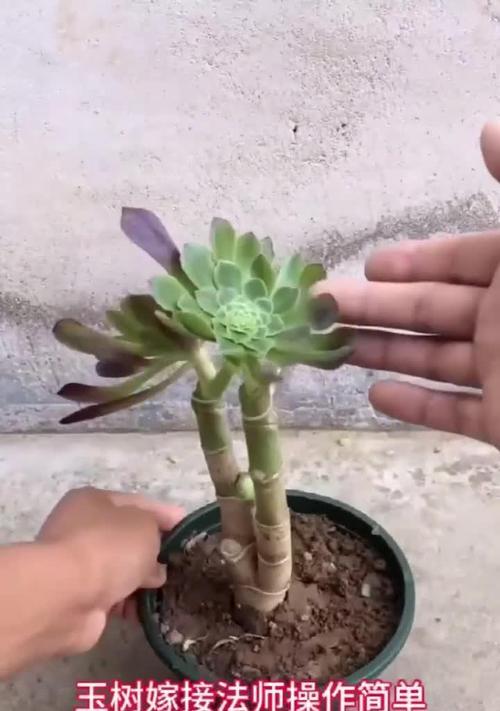 玉树可以嫁接哪些花卉？嫁接技巧和注意事项是什么？