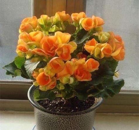 耐荫的花有哪些？适合室内或阴暗处种植的花卉推荐？