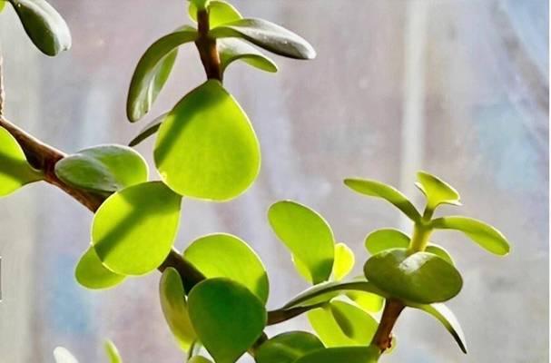耐荫的花有哪些？适合室内或阴暗处种植的花卉推荐？