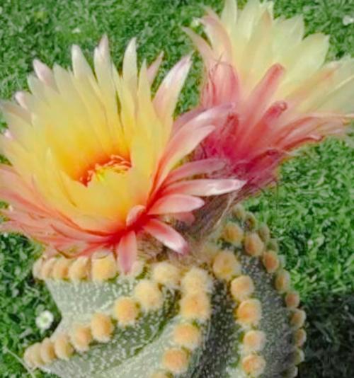 仙人掌花的养殖要点是什么？如何让其开花？