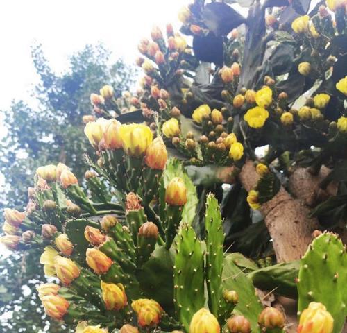 仙人掌花的养殖要点是什么？如何让其开花？