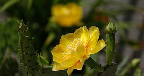仙人掌花的养殖要点是什么？如何让其开花？