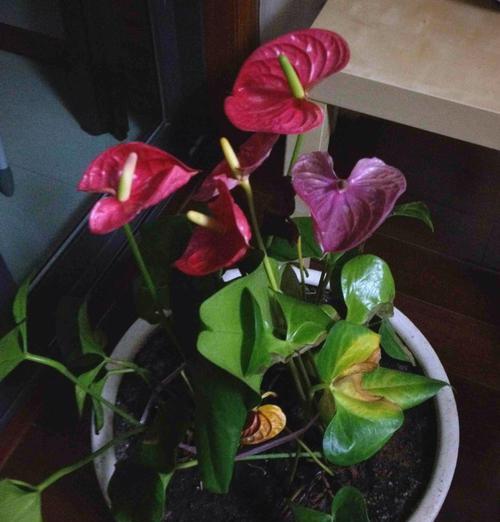 火鹤花叶子发黄？如何处理？
