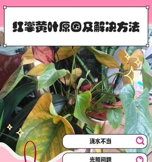 火鹤花叶子发黄？如何处理？