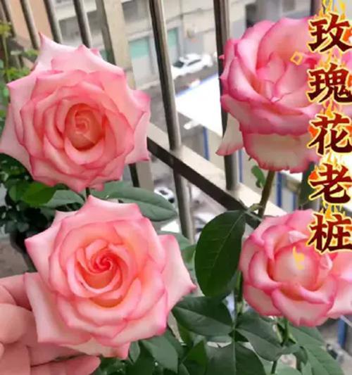 玖瑰花的开花期通常在何时？