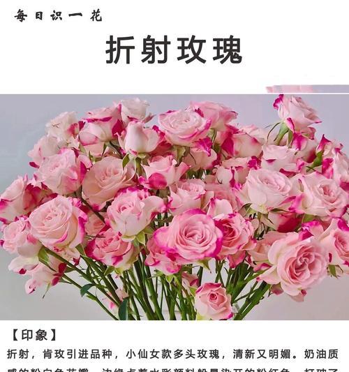 玖瑰花的开花期通常在何时？