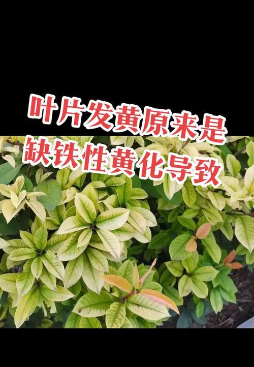 铁树叶子黄化的原因及处理方法是什么？