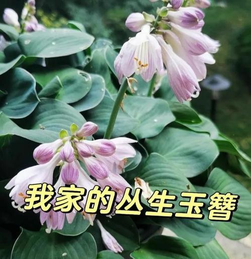 玉簪的养护方法有哪些？如何让玉簪开出更多花朵？