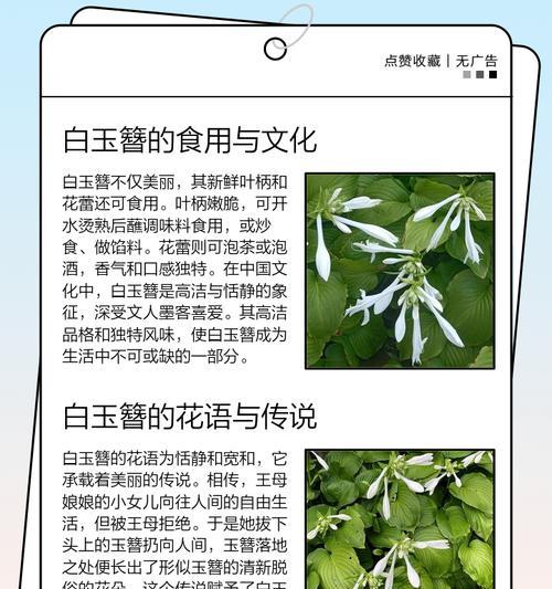 玉簪的养护方法有哪些？如何让玉簪开出更多花朵？