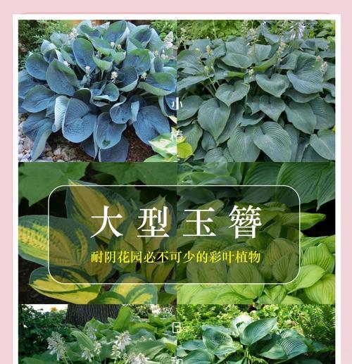 玉簪的养护方法有哪些？如何让玉簪开出更多花朵？