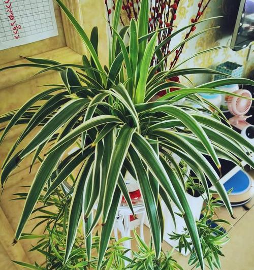 哪些室内花草能有效吸收甲醛？它们的养护技巧是什么？