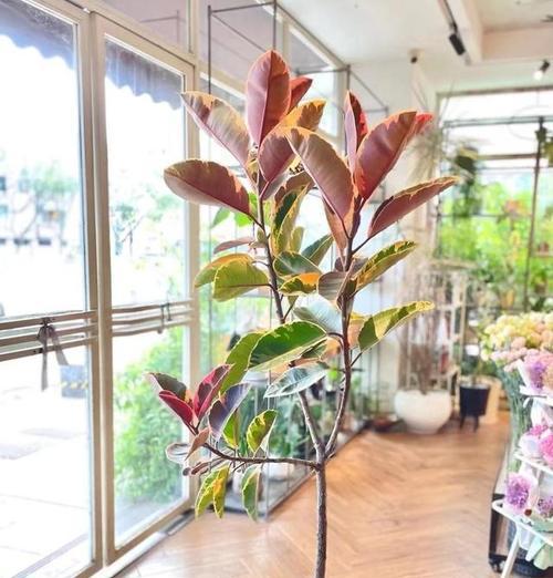 哪些室内花草能有效吸收甲醛？它们的养护技巧是什么？