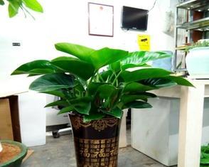 哪些室内花草能有效吸收甲醛？它们的养护技巧是什么？