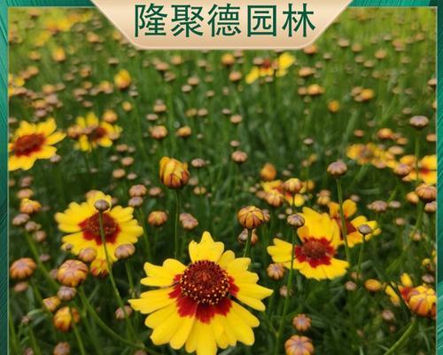 金鸡菊种子的种植方法是什么？