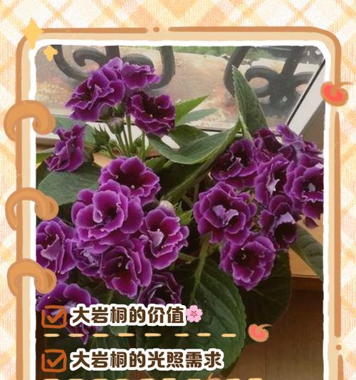 大岩桐的养殖技巧有哪些？需要注意什么？