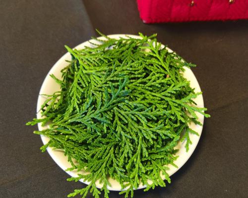 柏树叶子的形状特征是什么？如何辨认？