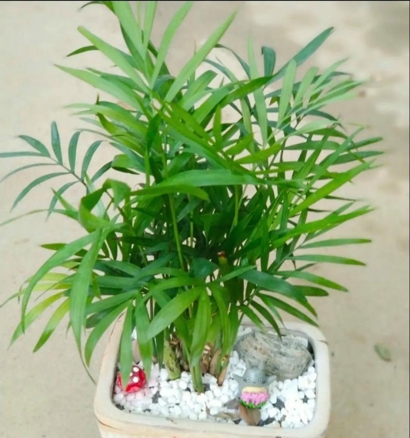 水培袖珍椰子的方法是什么？水培袖珍椰子需要注意什么？