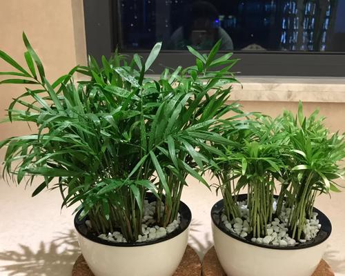 水培袖珍椰子的方法是什么？水培袖珍椰子需要注意什么？