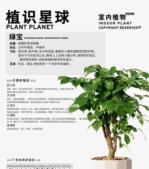 幸福树的正确养护方法是什么？