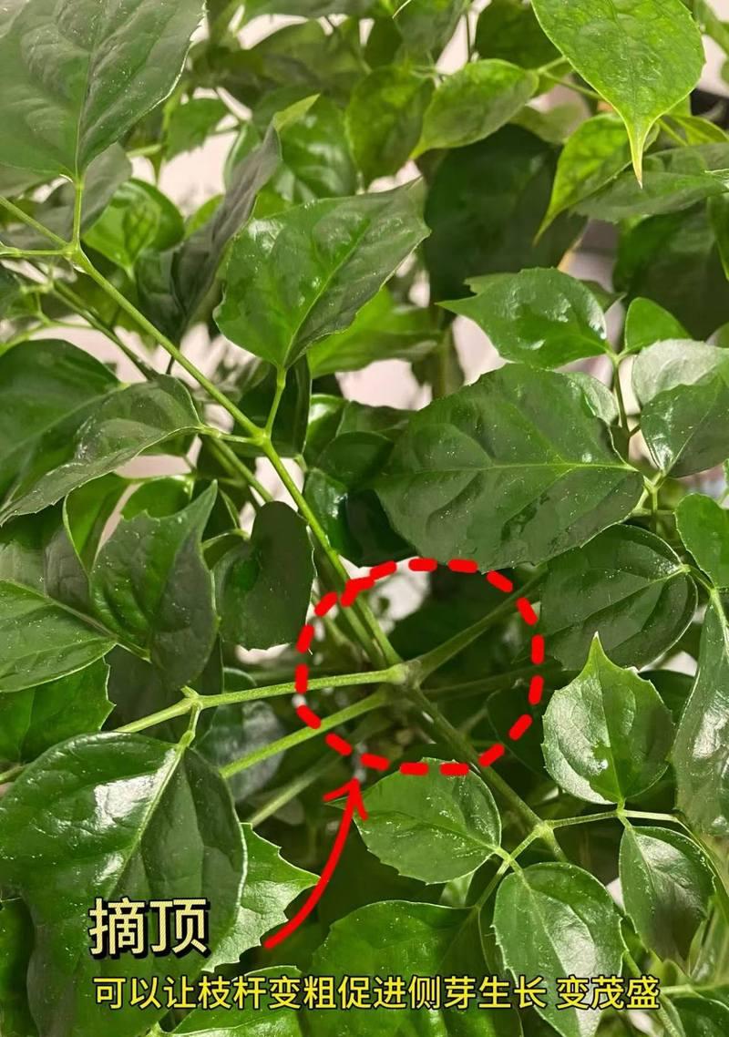 幸福树的正确养护方法是什么？