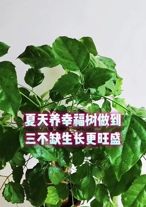 幸福树的正确养护方法是什么？