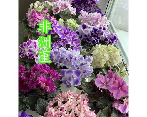 非洲紫罗兰的养殖要点是什么？