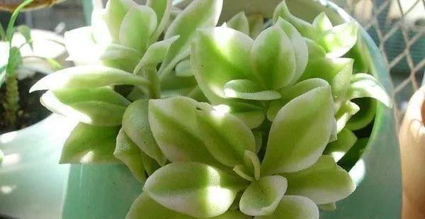 穿心莲的正确养护方式是什么？