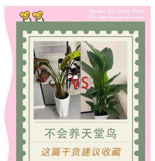 风雨兰冬季养护技巧？如何安全过冬？