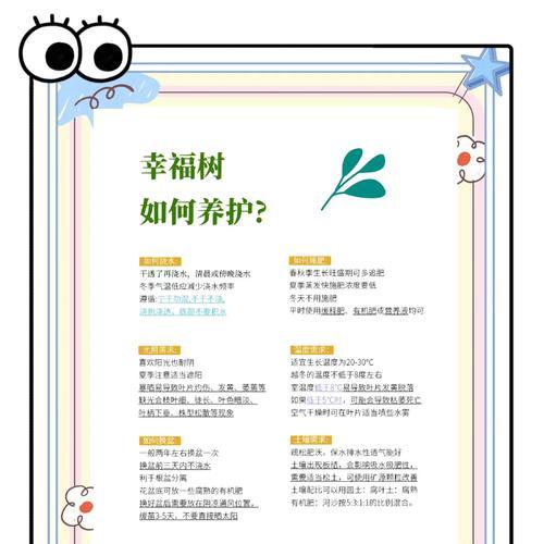 水培幸福树的养护要点是什么？