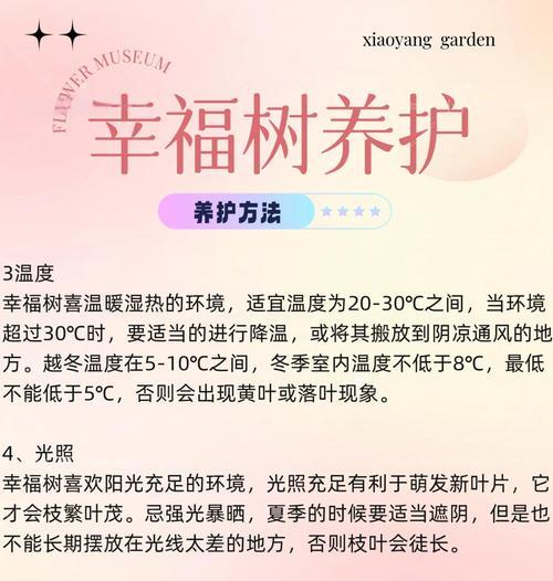 水培幸福树的养护要点是什么？