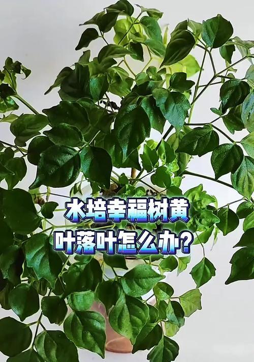 水培幸福树的养护要点是什么？