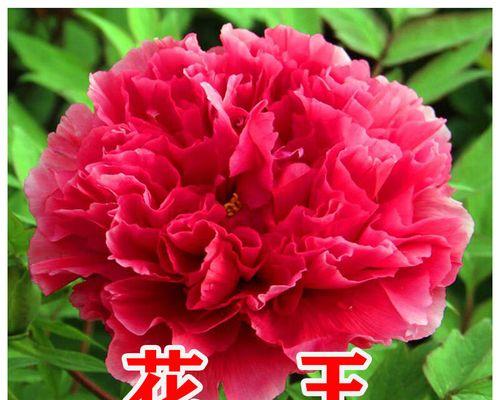 洛阳牡丹有哪些品种？洛阳牡丹品种的特点是什么？