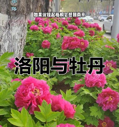 洛阳牡丹有哪些品种？洛阳牡丹品种的特点是什么？