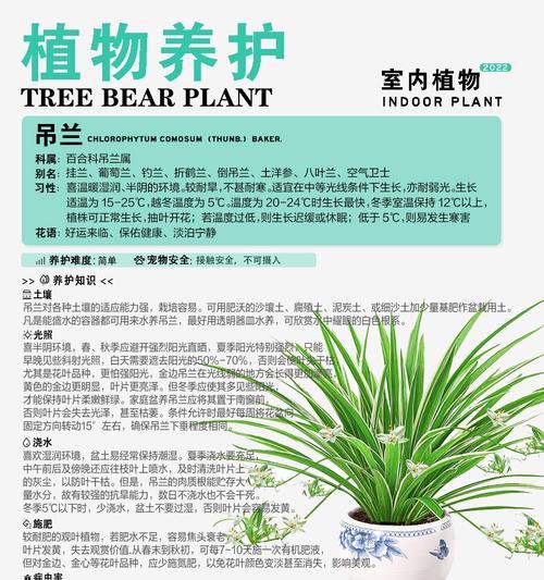 吊兰秋季浇水技巧？怎样判断吊兰是否缺水？