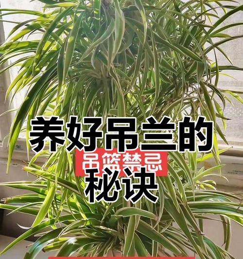 吊兰秋季浇水技巧？怎样判断吊兰是否缺水？